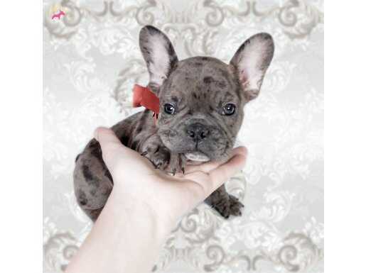 Merle ve Pied French Bulldog Yavruları - Sosyalleşmiş Minikle