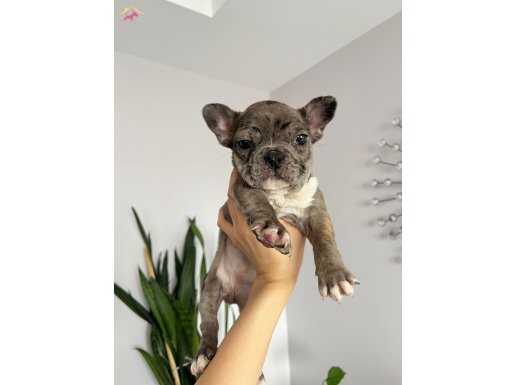 Safkan French Bulldog Yavruları | İstanbul Büyükçekmece