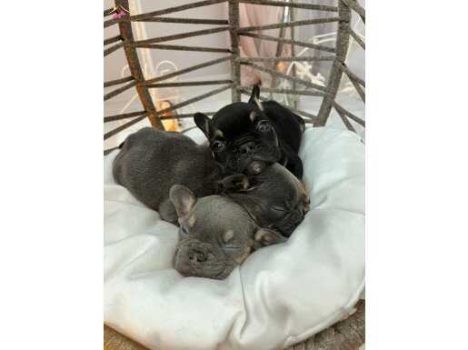 Egzotik Renkli Kusursuz Anatomi Mikro French Bulldog Yavruları