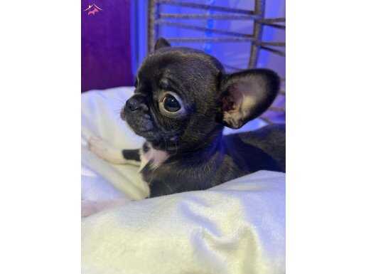 TEACUP GARANTİLİ TÜRKİYE'NİN EN GÜZEL ŞİVAVASI