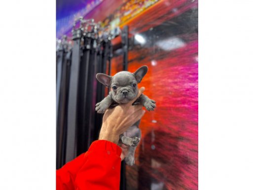 Üst Kalite Blue French Bulldog 
