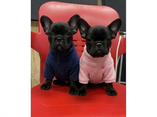 Üst Kalite Siyah İnci Yavrular