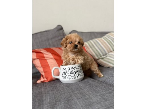 KOREA ÜST SEKMENT MALTİPOO BEBEKLERİMİZ