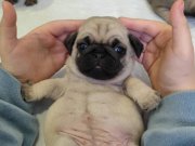 KALİTELİ PUG MOPS YAVRULAR 