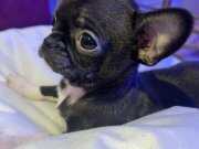 TEACUP GARANTİLİ TÜRKİYE'NİN EN GÜZEL ŞİVAVASI