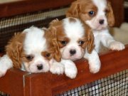 BİRBİRİNDEN GÜZEL CAVALİER BEBEKLER