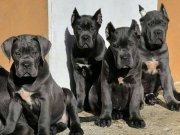 SHOW CLASS BLUE CANE CORSO 