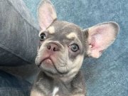 ÜST KALİTE LİLACTAN FRENCH BULLDOG BEBEK