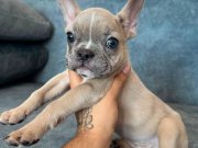RENKLİ GÖZ BLUE FAWN MERLE GÜZELLİK 