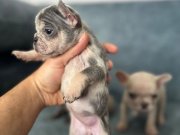 SHOW KALİTE FRENCH BULLDOG BEBEKLER