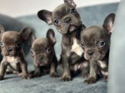 ÜST KALİTE BLUE FRENCH BULLDOG BEBEKLER 