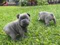 ÜST KALİTE BLUE FRENCH BULLDOG BEBEKLER