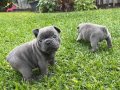 ÜST KALİTE BLUE FRENCH BULLDOG BEBEKLER
