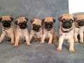 ÜST KALİTE PUG MOPS BEBEKLER