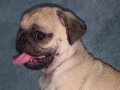 ÜST KALİTE PUG MOPS BEBEKLER