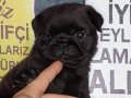 SHOW KALİTE SİYAH İNCİ PUG YAVRUMUZ