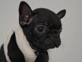 ÜST KALİTE DİŞİ FRENCH BULLDOG BEBEK 