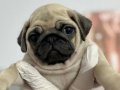 KALİTELİ PUG MOPS BEBEKLER
