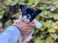 ÜST KALİTEDE DİŞİ FRENCH BULLDOG BEBEK 