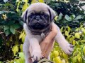 ÜST KALİTEDE DİŞİ PUG MOPS BEBEK