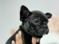ÜST KALİTE ERKEK FRENCH BULLDOG BEBEK 