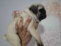 MUHTEŞEM PUG MOPS BEBEKLER