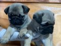 Maskeli ve Karakterli Pug Mops Yavruları | Irk Garantili Bebekler