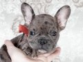 Merle ve Pied French Bulldog Yavruları - Sosyalleşmiş Minikle