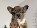 Safkan French Bulldog Yavruları | İstanbul Büyükçekmece