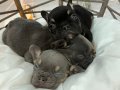 Egzotik Renkli Kusursuz Anatomi Mikro French Bulldog Yavruları