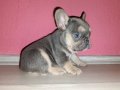 Bakışlarıyla Kalp Çalan Lilac Frenchie Bebekleri