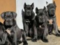 SHOW CLASS BLUE CANE CORSO 