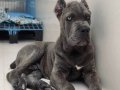 SHOW CLASS BLUE CANE CORSO 