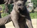 SHOW CLASS BLUE CANE CORSO 
