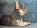 ÜST KALİTE LİLACTAN FRENCH BULLDOG BEBEK