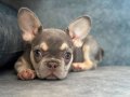 ÜST KALİTE LİLACTAN FRENCH BULLDOG BEBEK