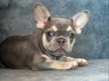 ÜST KALİTE LİLACTAN FRENCH BULLDOG BEBEK