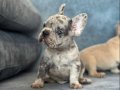 EXOTİC BLUE MERLE FRENCH BULLDOG BEBEKLER 