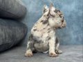 EXOTİC BLUE MERLE FRENCH BULLDOG BEBEKLER 