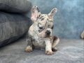 EXOTİC BLUE MERLE FRENCH BULLDOG BEBEKLER 