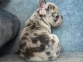 EXOTİC BLUE MERLE FRENCH BULLDOG BEBEKLER 