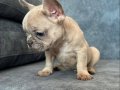 EXOTİC LİLAC FAWN MERLE FRENCH BEBEK