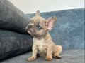 EXOTİC LİLAC FAWN MERLE FRENCH BEBEK