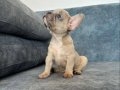 EXOTİC LİLAC FAWN MERLE FRENCH BEBEK