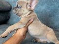 RENKLİ GÖZ BLUE FAWN MERLE GÜZELLİK 