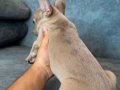 RENKLİ GÖZ BLUE FAWN MERLE GÜZELLİK 
