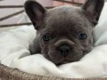 KALİTELİ BLUE FRENCH BULLDOG BEBEKLER