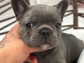 KALİTELİ BLUE FRENCH BULLDOG BEBEKLER