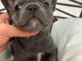 KALİTELİ BLUE FRENCH BULLDOG BEBEKLER
