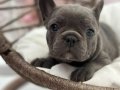 KALİTELİ BLUE FRENCH BULLDOG BEBEKLER